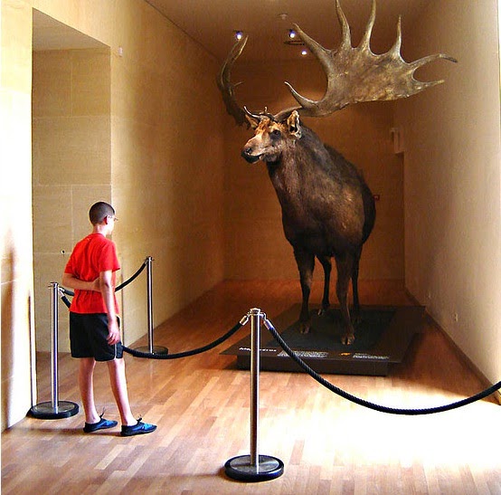 ciervo-gigante-museo